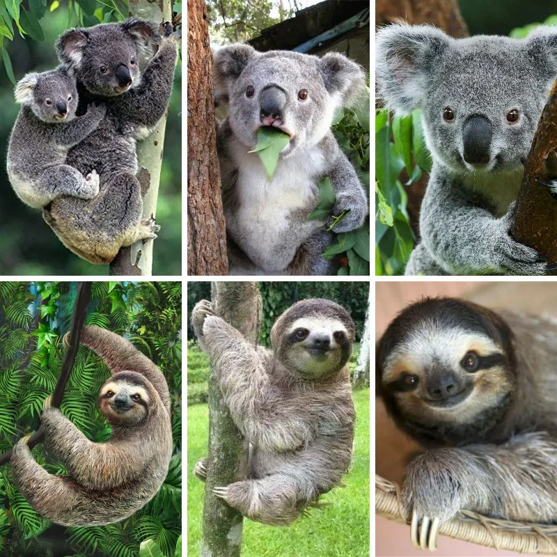 5D Diamond Painting Sloth Koal - огляд і ціна Embroidery Australia